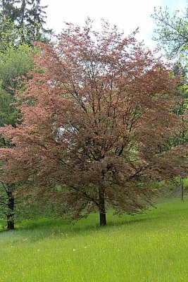 Fagus sylvatika 'Tricolor' - buk lesní - jarní habitus (117)